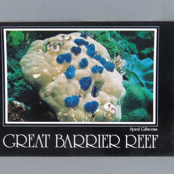Vintage Postcard - Spiral Grill Worms Great Barrier Reef - Peer Productions - Picture 4 of 4